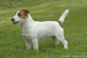 Let's Rock Around A Clock | Jack Russell Terrier 