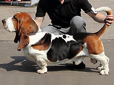 Dobrynja Nikitich iz Chernichnogo Raja | Basset Hound 