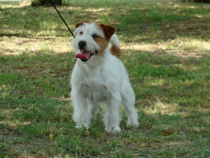 ST.Patrick celebrated | Jack Russell Terrier 