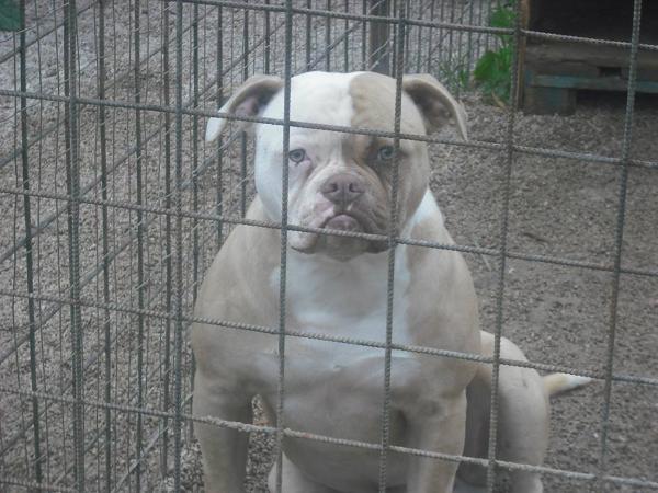 Bully Company's Pedro of Bomberbulls | American Bulldog 