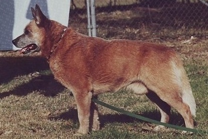 Donatello Rich Reward | Australian Cattle Dog 