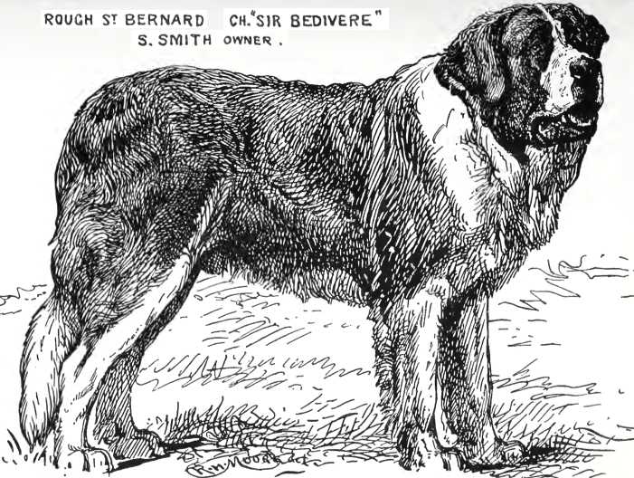 Sir Bedivere [S. Smith's] | Saint Bernard 