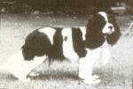 TALARK JAMIE LAD OF LYMREY | Cavalier King Charles Spaniel 