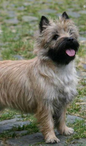 DR GOLDEN FREXDOM CORIN GAVIROD | Cairn Terrier 