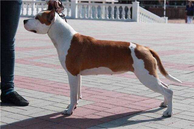 MOYA SVITA VALKIRIA QUEEN OF SHOW | American Staffordshire Terrier 