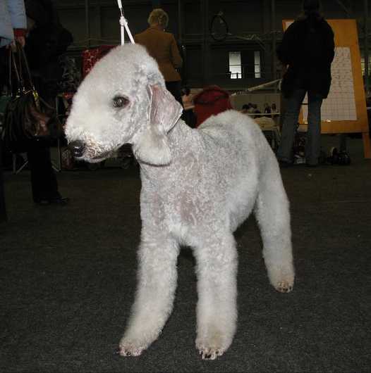 HRIZANTA GINDA | Bedlington Terrier 