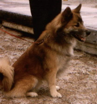 Ängens Sindri | Icelandic Sheepdog 