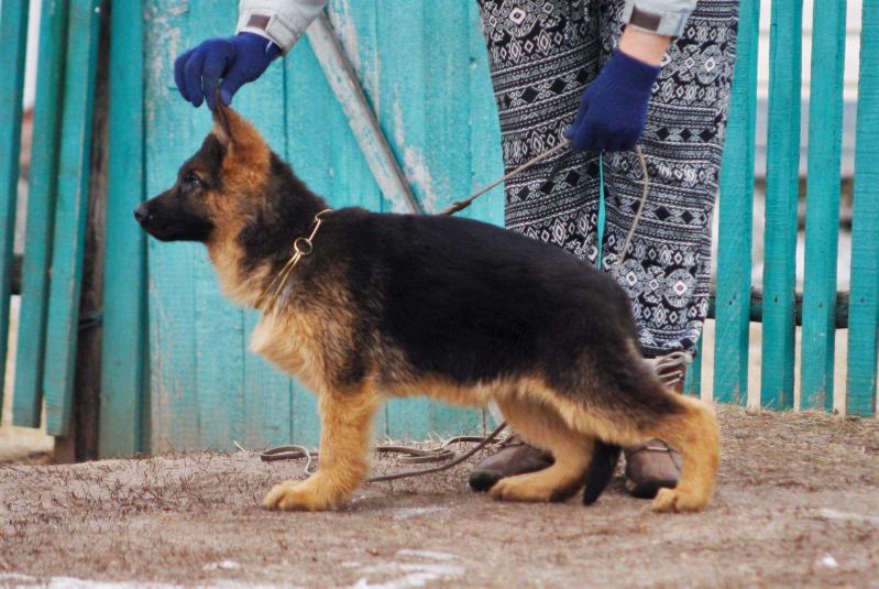 Freyd von Haus Angel | German Shepherd Dog 