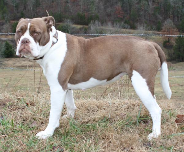 Diamond St. Cassandra | Alapaha Blue Blood Bulldog 