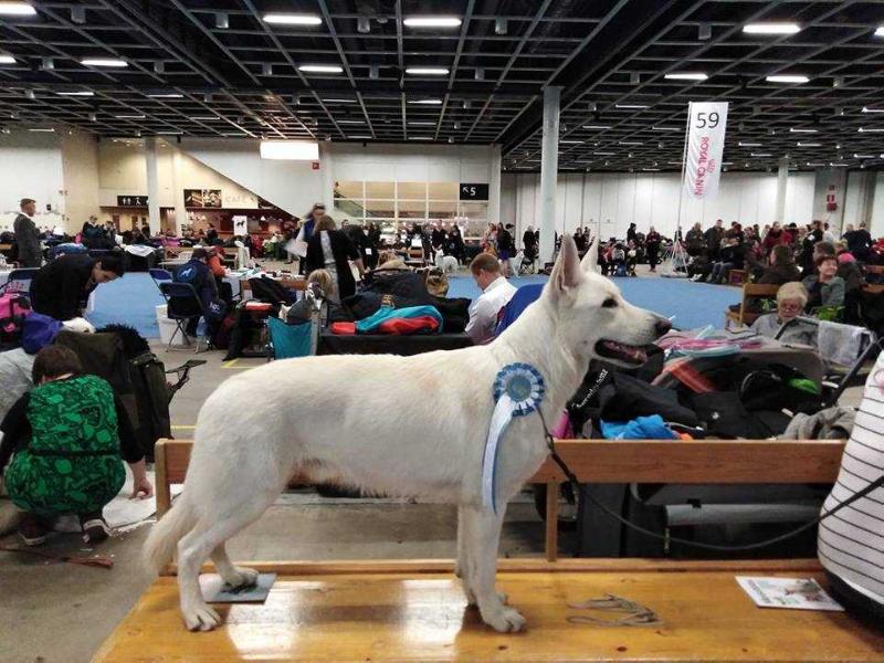 FAMOUS FLOX OF THE HEART OF LOTHIAN | White Swiss Shepherd Dog 