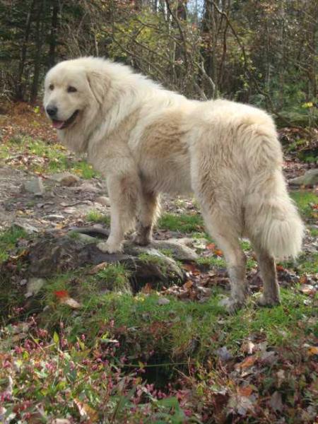 Beli-Zmaj of Suha's Kid Planina | Yugoslavian Shepherd Dog-Sarplaninac 