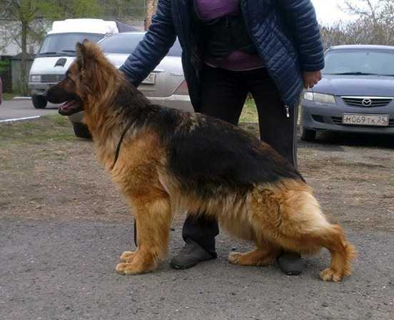 Violetta iz Berezovogo Loga | German Shepherd Dog 