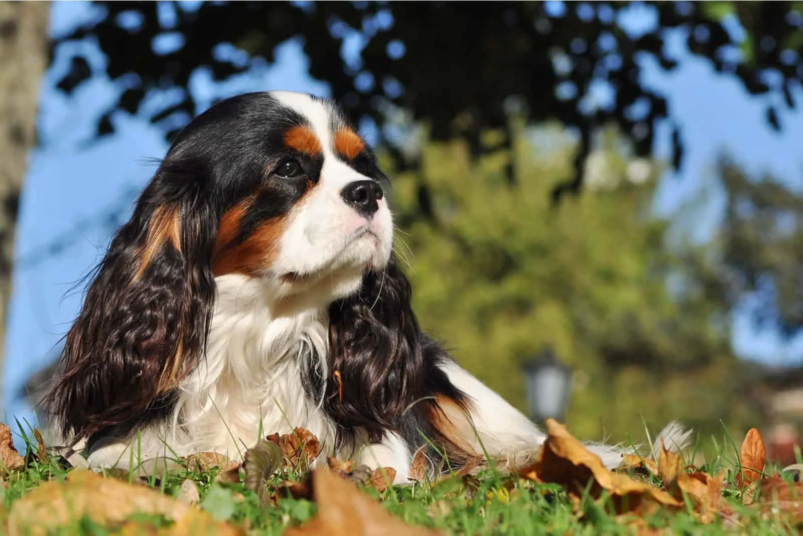 Cavalier King Charles Spaniel