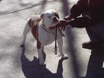 Neal's Lady in Red | American Bulldog 