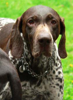 Piccasso de la Haille au Loup | German Shorthaired Pointer 