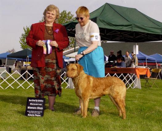 Windsongs Touch O' Amber | Chesapeake Bay Retriever 