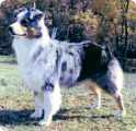 McMatts Sarahs Crystal Castle | Australian Shepherd 