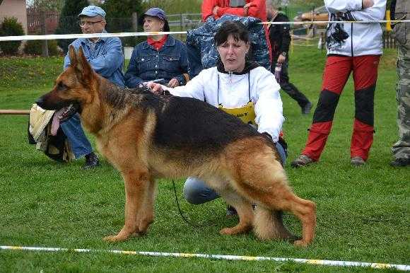 Umberto v.d. Piste Trophe | German Shepherd Dog 