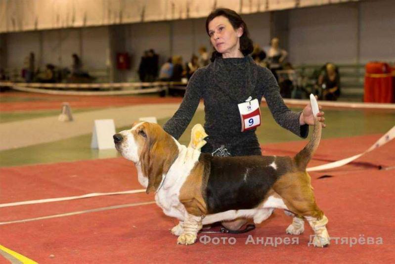 Ilga Lotos Chemberlen | Basset Hound 