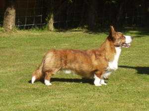 Elmsmere Magician over Brynlluan | Cardigan Welsh Corgi 