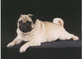 Royal a,s Zeus Son of Bailey | Pug 