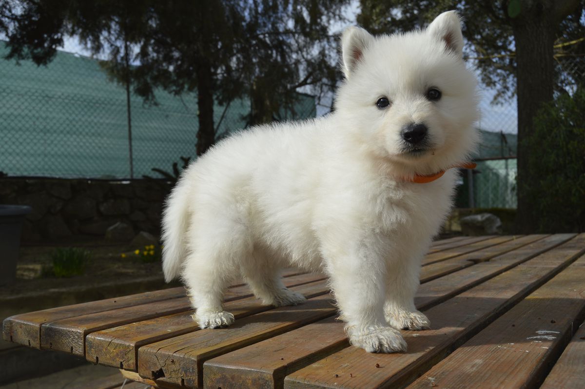 Flash the winter souls | White Swiss Shepherd Dog 