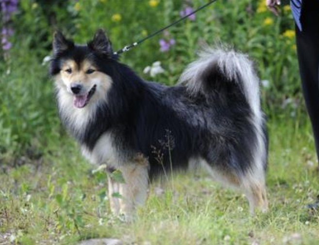 Eyvinur fra Bjarkarlundi | Icelandic Sheepdog 