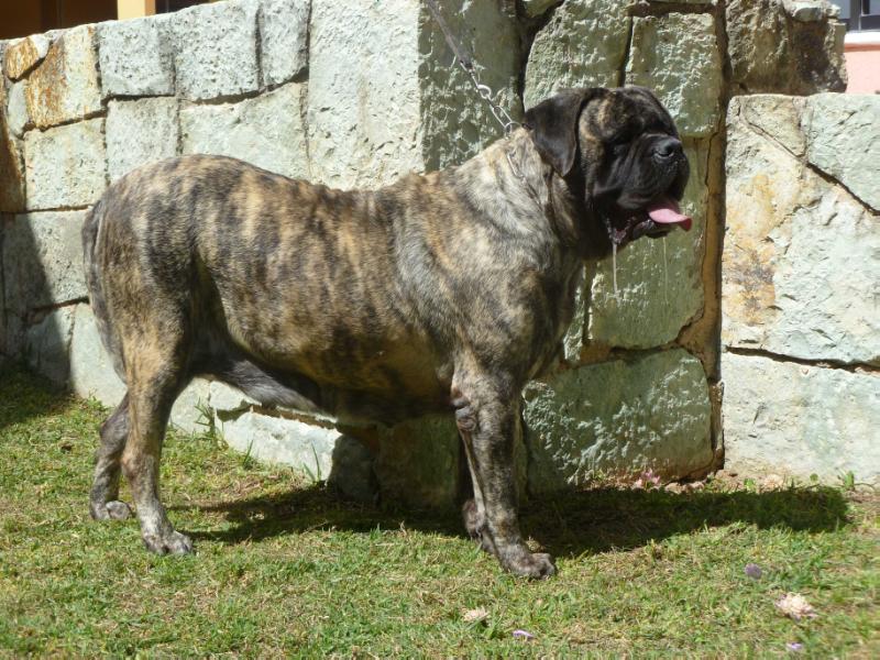 LIONHEARTED HEFFA OF MAGI | Mastiff 