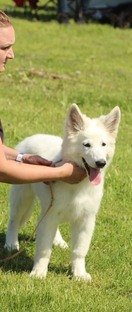 BeDaBlanco Successful Shelby | White Swiss Shepherd Dog 