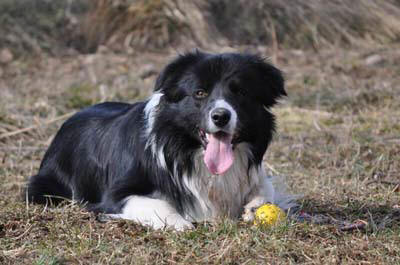 African Dream Running Free | Border Collie 