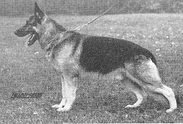 Puick du Mont Sebastien | German Shepherd Dog 