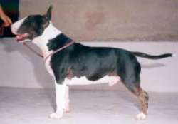 Tudor "Cultured Pearl" | Bull Terrier 