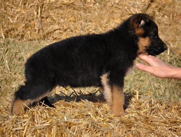 Remo Sternbild Zwillinge | German Shepherd Dog 