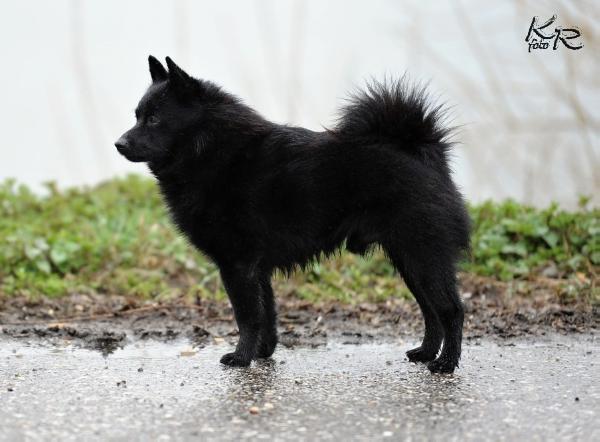 YWAN v.d. Moerheuvel | Schipperke 