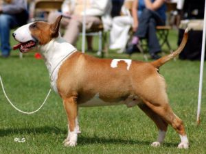 Teirwgwyn Son Of A Gun At Meilow | Bull Terrier 