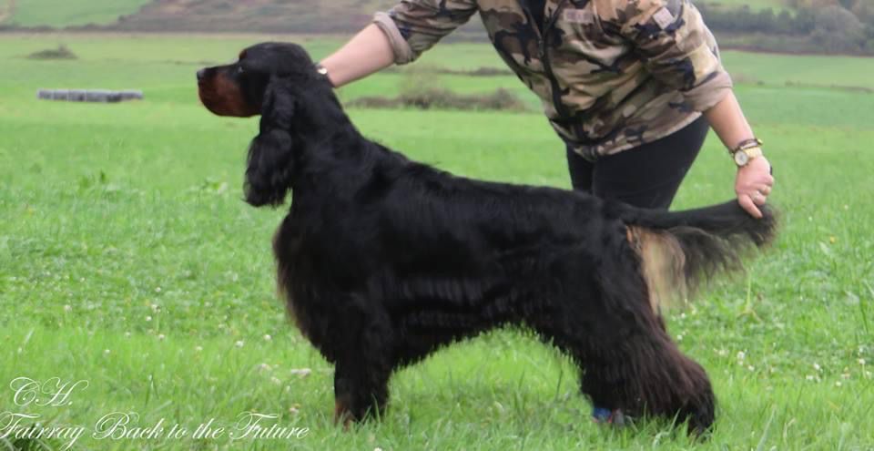 Fairray Black To the future | Gordon Setter 