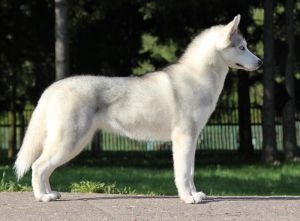 Pakira stars vianna | Siberian Husky 