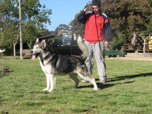 Cara de Nieve of Icy Mountain | Alaskan Malamute 
