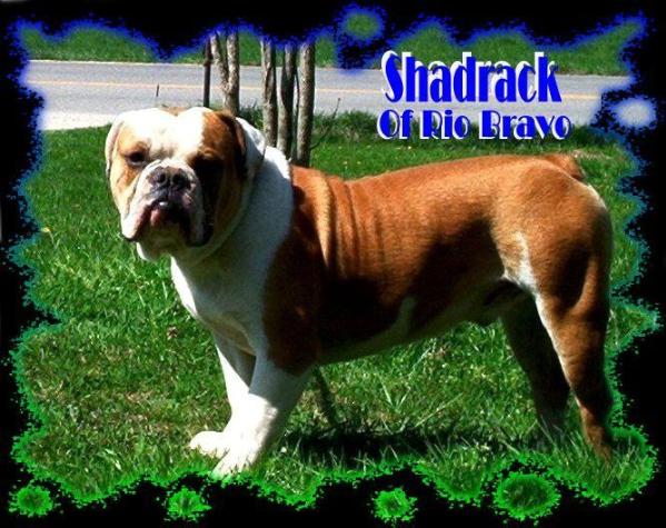 BuffaloCreek's Shadrach of Rio Bravo(Now Borne Again Bravo) | Olde English Bulldogge 