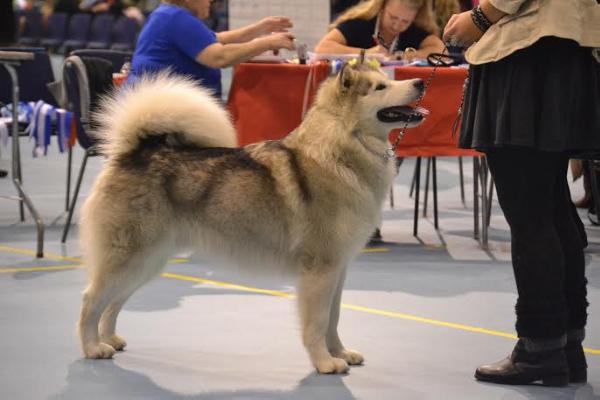 Chimarron's Loverboy | Alaskan Malamute 