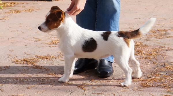 Kindred Soul Gauge Of Happiness | Jack Russell Terrier 