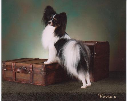 De Lynn Mr Romeo U Rock | Papillon 