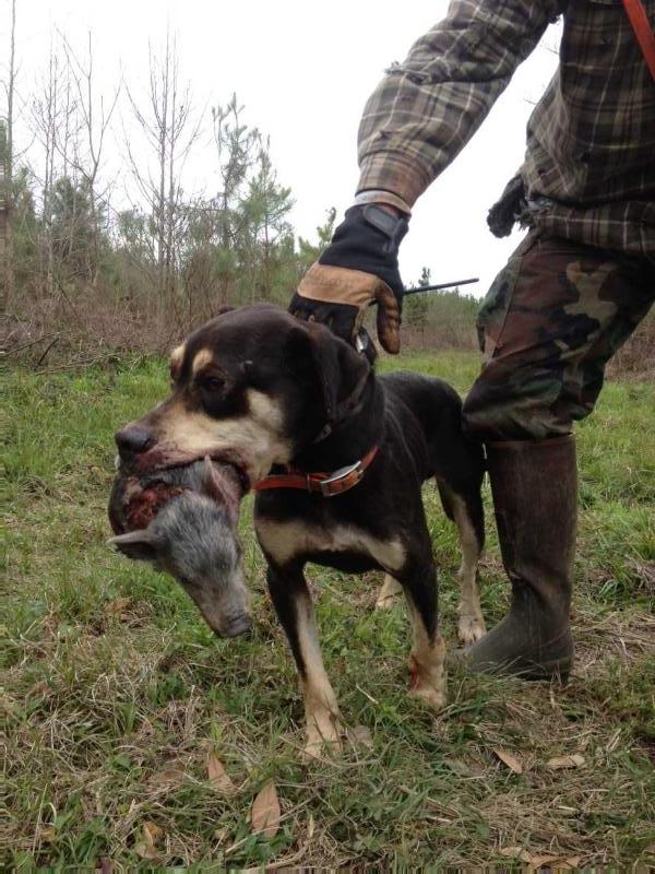 Semmes’ Indy of Mason’s | Catahoula Leopard Dog 