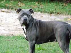Nevaeh Kahler | American Pit Bull Terrier 