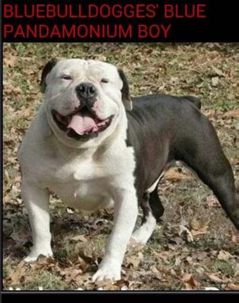 Bluebulldogge's Blue Pandamonium Boy | Olde English Bulldogge 