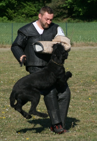 Laika vom Hause Böskens | Giant Schnauzer 