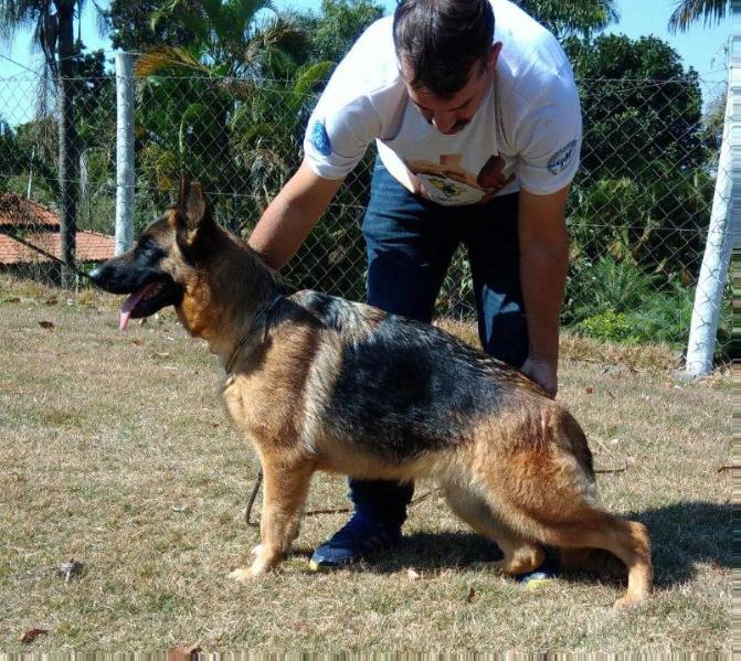 Yasmim I da Fonte Luminosa | German Shepherd Dog 