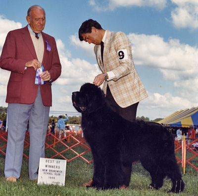 Highland Bear Of Pouch Cove | Newfoundland 