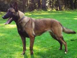 Indy N.H.S.B. 2887590 | Belgian Malinois 