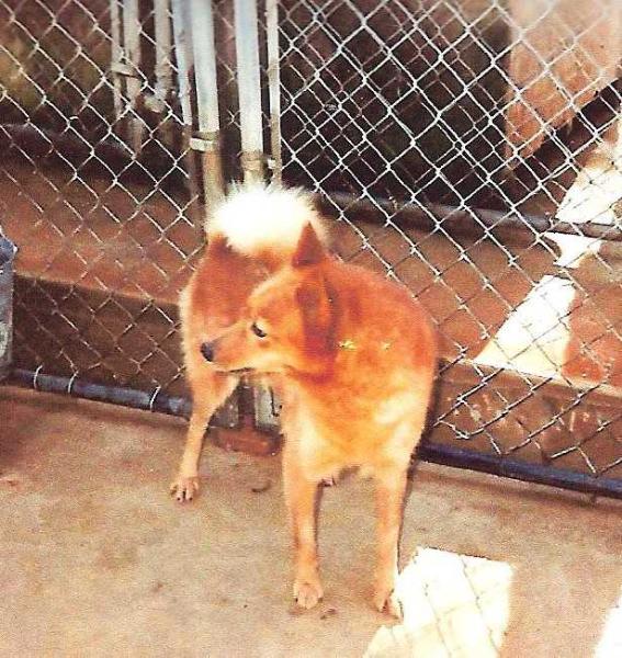 Finkkila's KALINA | Finnish Spitz 